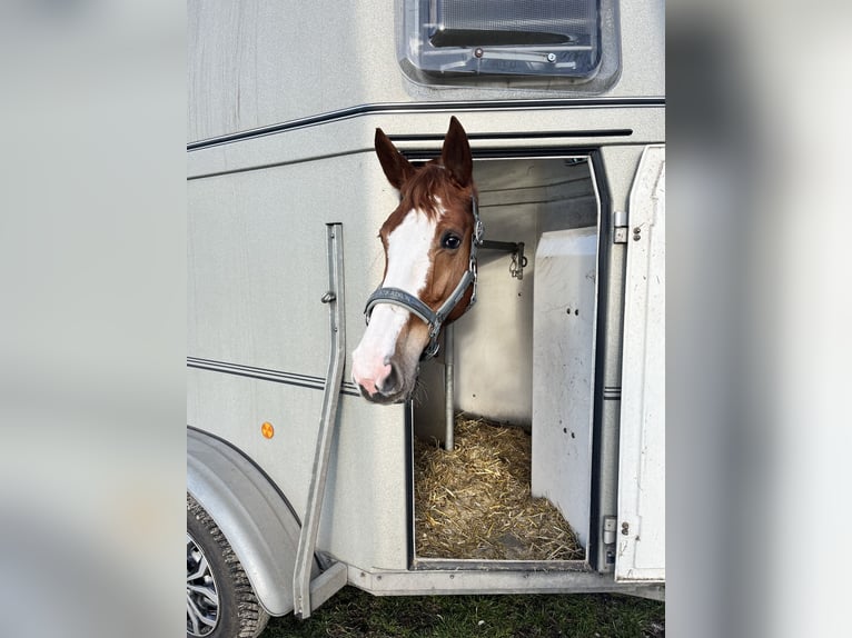 Hannoveraner Stute 7 Jahre 173 cm Fuchs in Hasel&#xFC;nne