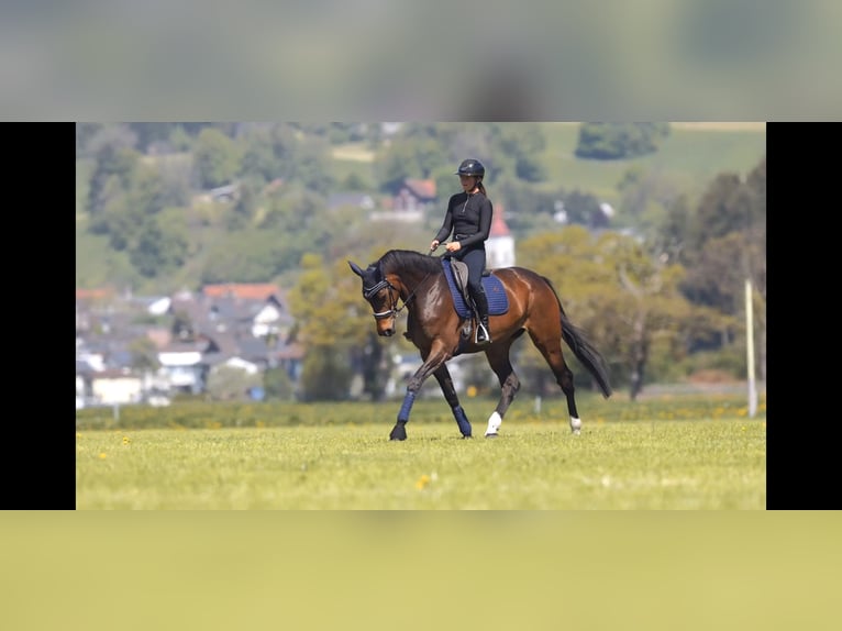 Hannoveraner Stute 7 Jahre 175 cm Brauner in Schlins