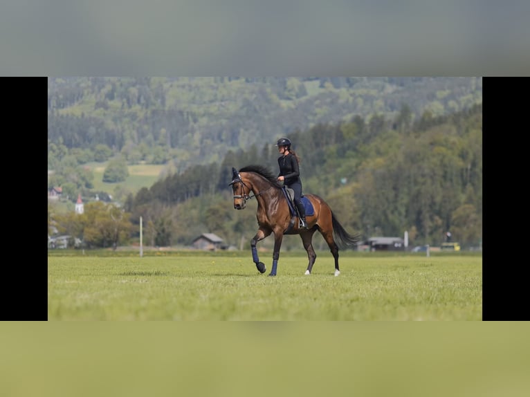 Hannoveraner Stute 7 Jahre 175 cm Brauner in Schlins