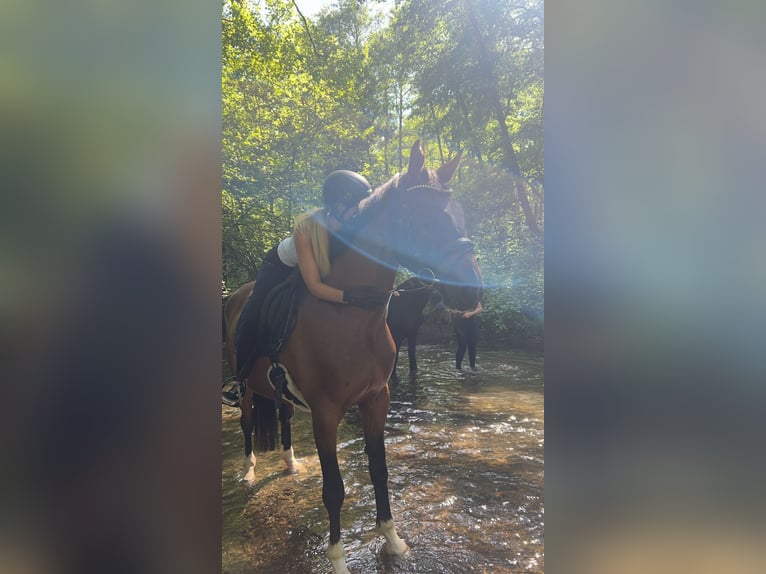 Hannoveraner Stute 7 Jahre 175 cm Brauner in Siegen