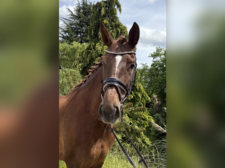 Hannoveraner Stute 7 Jahre 175 cm Dunkelfuchs in Niederkassel