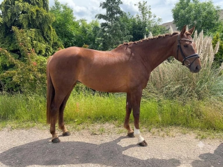 Hannoveraner Stute 7 Jahre 175 cm Dunkelfuchs in Niederkassel