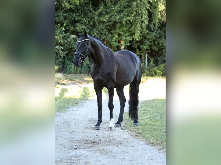 Hannoveraner Stute 7 Jahre 175 cm Rappe in Bodenkirchen