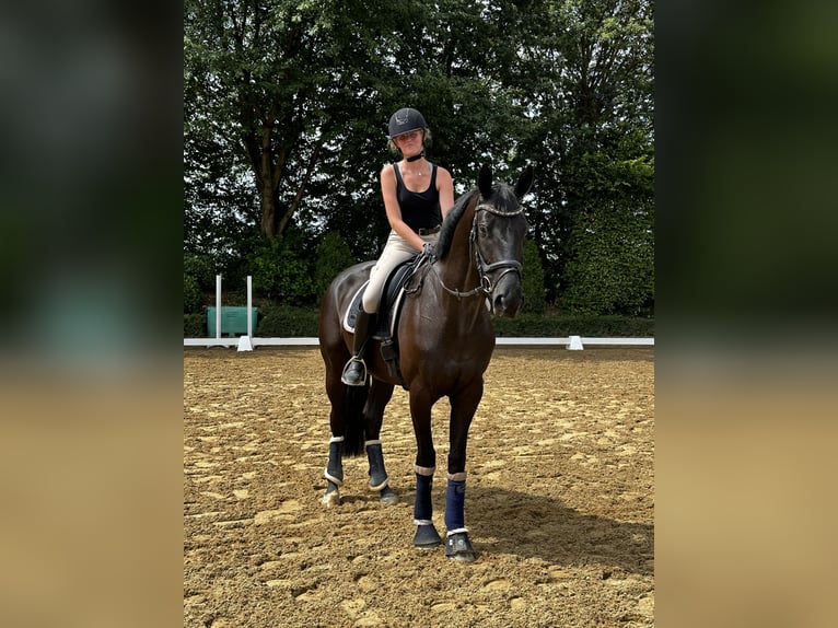 Hannoveraner Stute 7 Jahre 175 cm Rappe in Heinsberg
