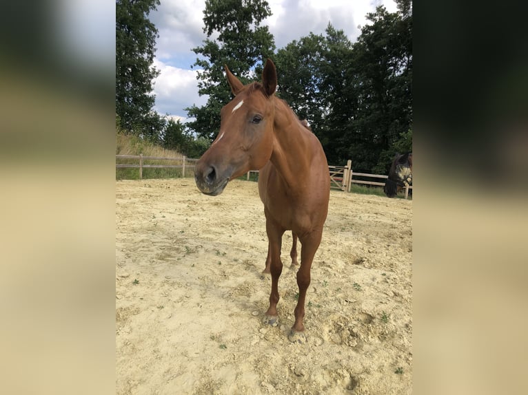 Hannoveraner Stute 7 Jahre 180 cm Fuchs in Bad Münstereifel