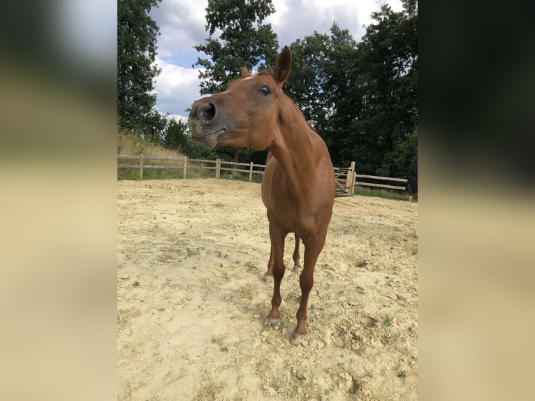 Hannoveraner Stute 7 Jahre 180 cm Fuchs in Bad Münstereifel