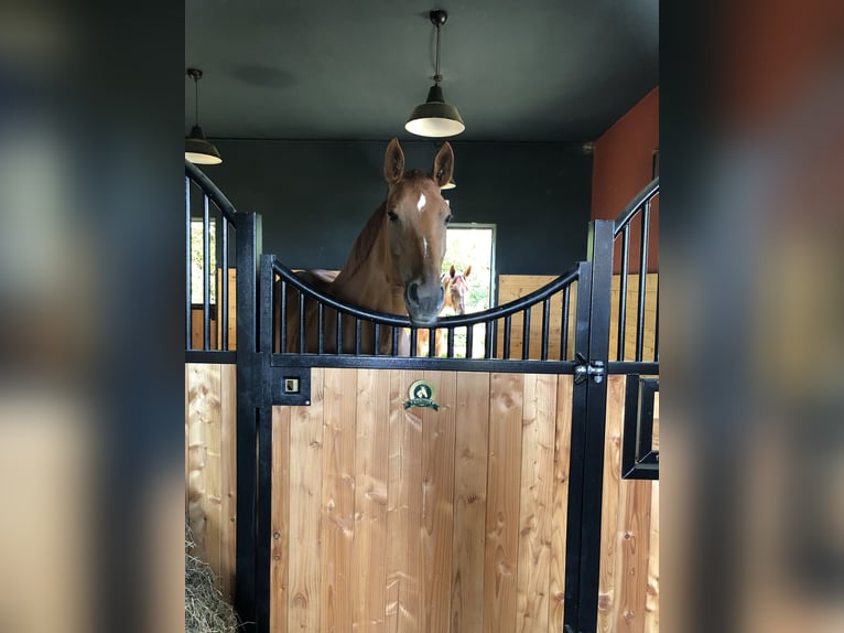 Hannoveraner Stute 7 Jahre 180 cm Fuchs in Bad Münstereifel