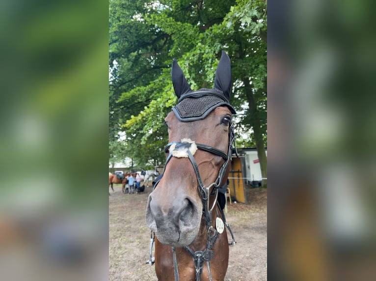 Hannoveraner Stute 7 Jahre Dunkelbrauner in Wardenburg