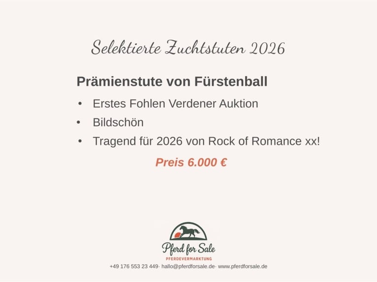 Hannoveraner Stute 7 Jahre  in Berlin