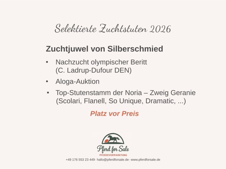 Hannoveraner Stute 7 Jahre  in Berlin