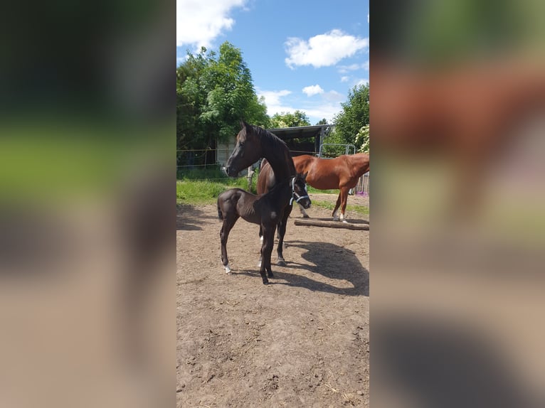 Hannoveraner Stute 8 Jahre 155 cm Rappe in Petersberg