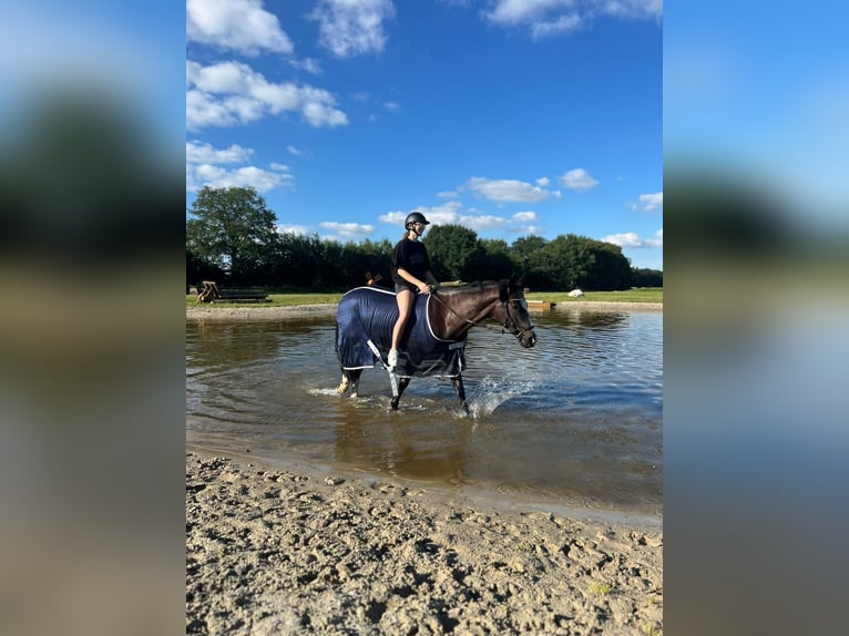 Hannoveraner Stute 8 Jahre 157 cm Schwarzbrauner in Neum&#xFC;nster Tasdorf