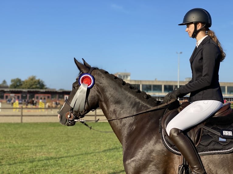 Hannoveraner Stute 8 Jahre 157 cm Schwarzbrauner in Neum&#xFC;nster Tasdorf