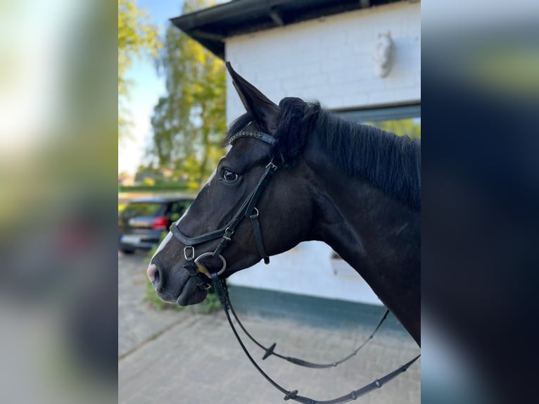 Hannoveraner Stute 8 Jahre 157 cm Schwarzbrauner in Neum&#xFC;nster Tasdorf
