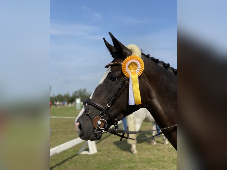 Hannoveraner Stute 8 Jahre 157 cm Schwarzbrauner in Neum&#xFC;nster Tasdorf