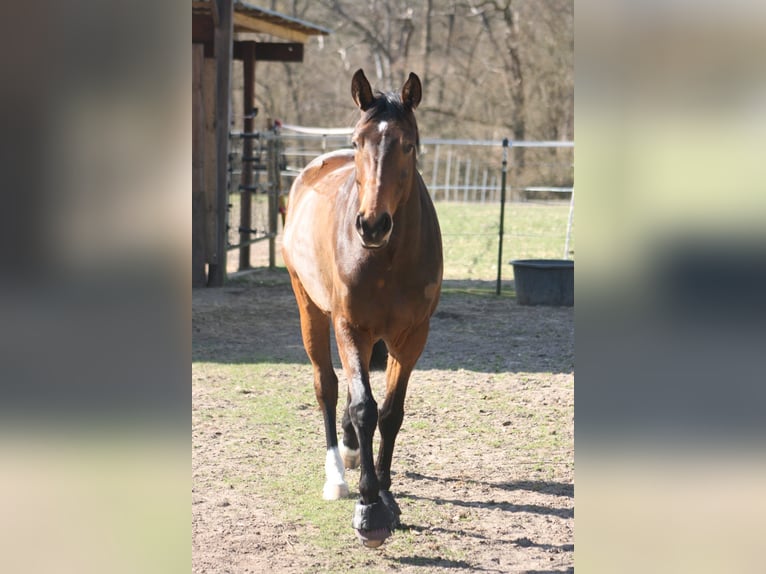 Hannoveraner Stute 8 Jahre 160 cm Brauner in Müssen