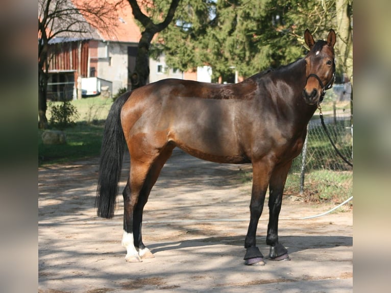 Hannoveraner Stute 8 Jahre 160 cm Brauner in Müssen
