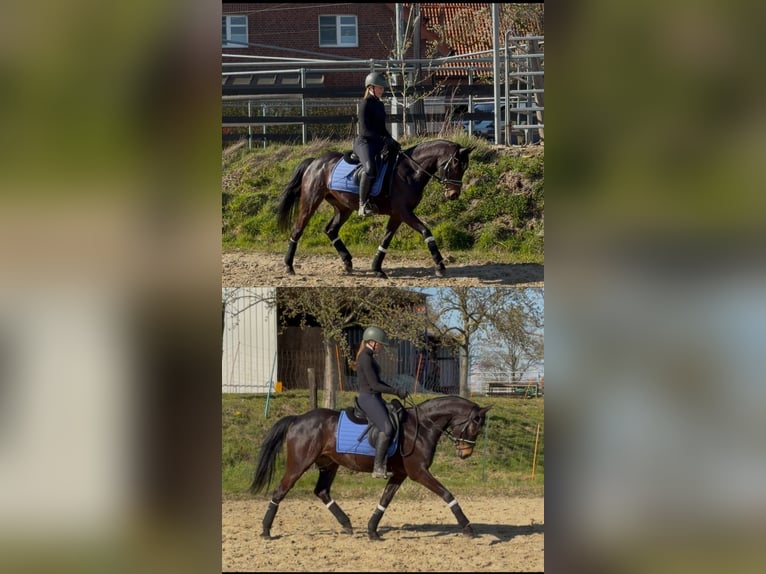 Hannoveraner Stute 8 Jahre 160 cm Schwarzbrauner in Dorsten