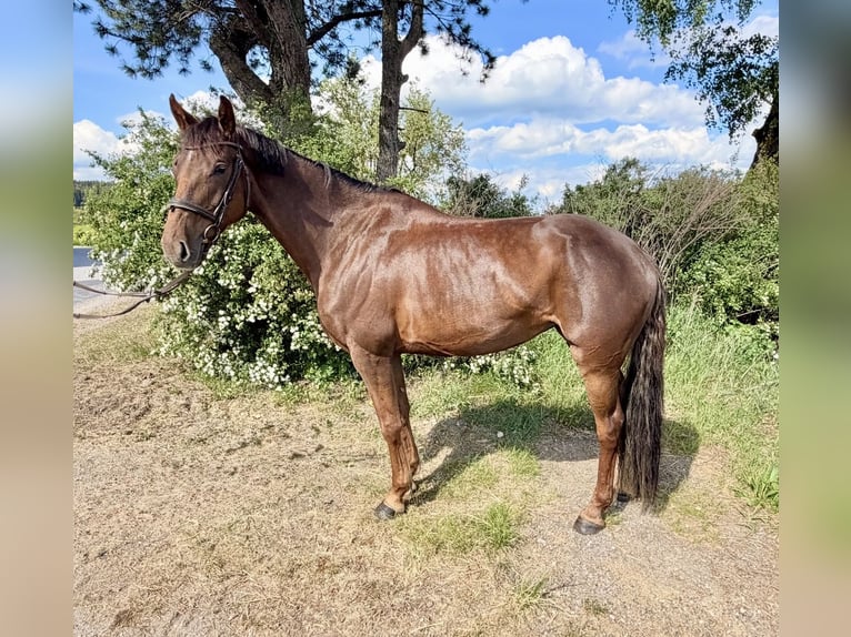 Hannoveraner Stute 8 Jahre 162 cm Fuchs in Pelmberg