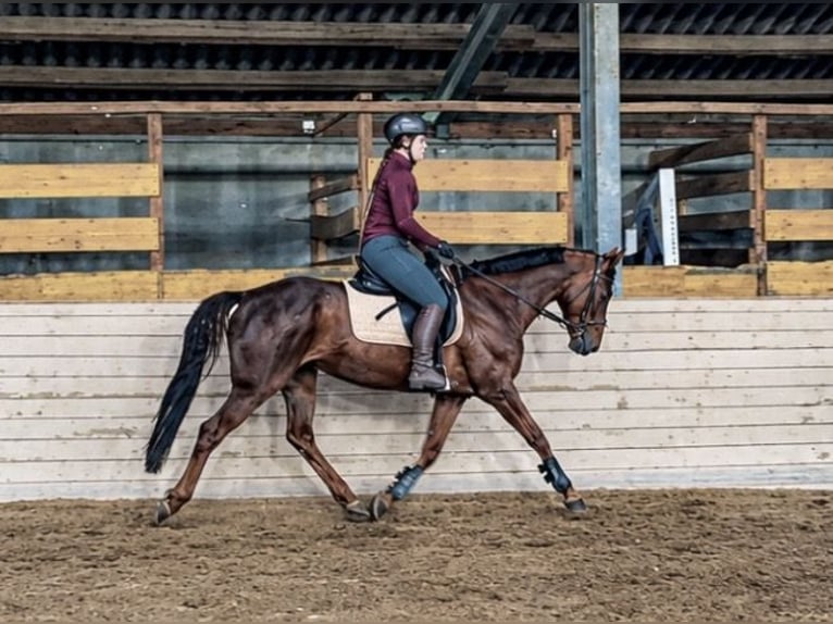 Hannoveraner Stute 8 Jahre 162 cm Fuchs in Pelmberg