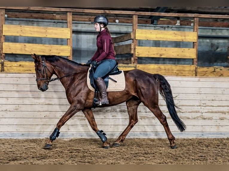 Hannoveraner Stute 8 Jahre 162 cm Fuchs in Pelmberg