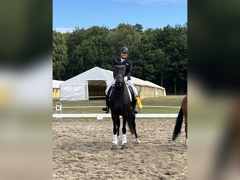 Hannoveraner Stute 8 Jahre 163 cm Dunkelbrauner in Petershagen