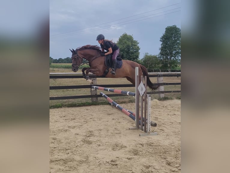 Hannoveraner Stute 8 Jahre 163 cm Dunkelfuchs in Selm