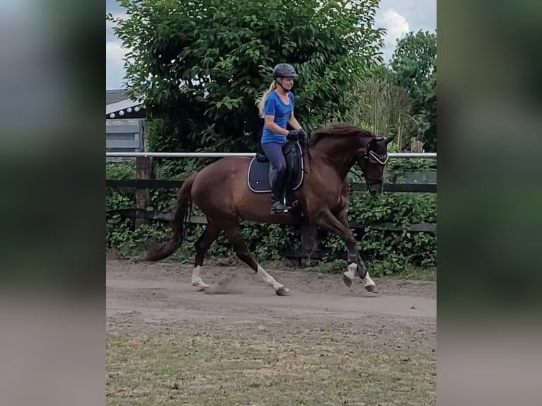 Hannoveraner Stute 8 Jahre 163 cm Dunkelfuchs in Selm