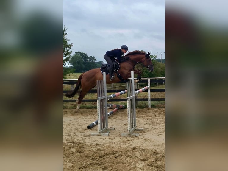 Hannoveraner Stute 8 Jahre 163 cm Dunkelfuchs in Selm
