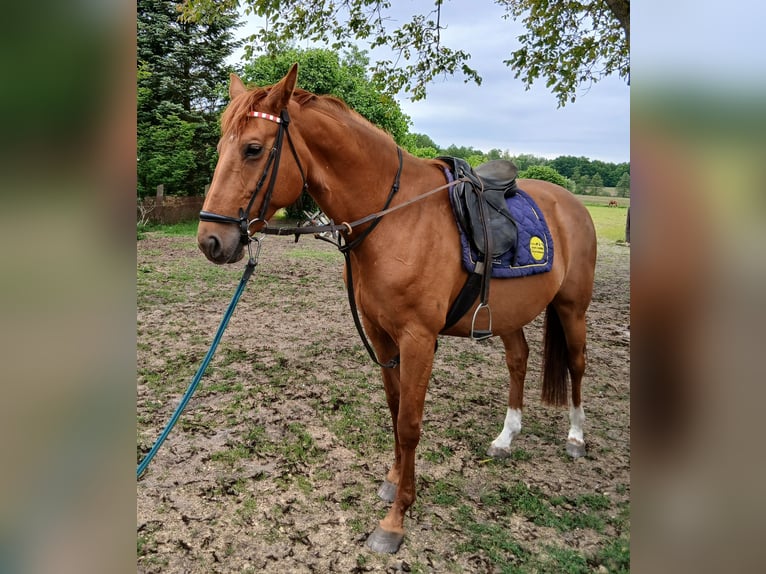Hannoveraner Stute 8 Jahre 163 cm Fuchs in Neuferchau