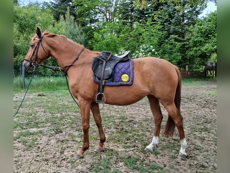 Hannoveraner Stute 8 Jahre 163 cm Fuchs in Neuferchau