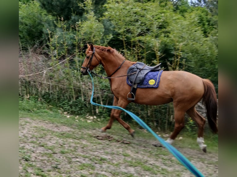 Hannoveraner Stute 8 Jahre 163 cm Fuchs in Neuferchau