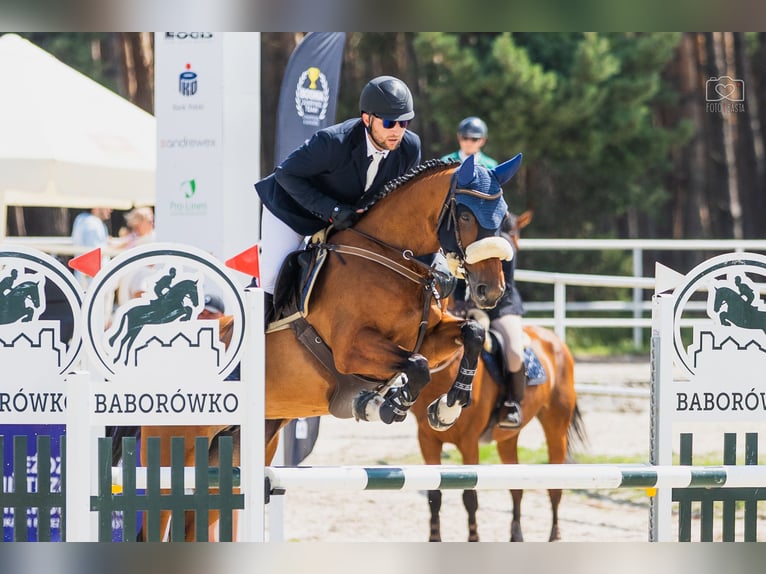 Hannoveraner Stute 8 Jahre 163 cm Rotbrauner in Racot