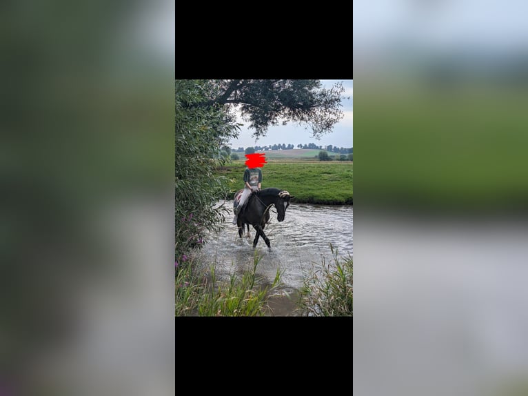 Hannoveraner Stute 8 Jahre 164 cm Brauner in Rottenburg an der Laaber