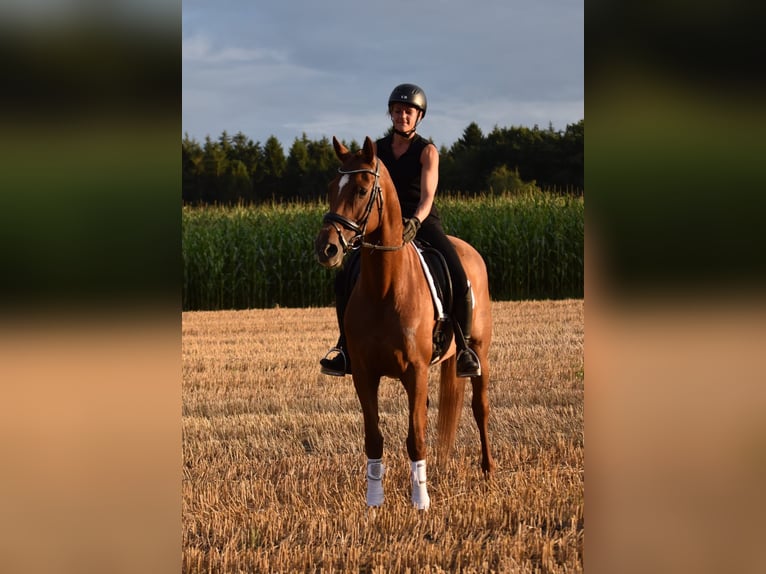 Hannoveraner Stute 8 Jahre 164 cm Dunkelfuchs in Westerstede