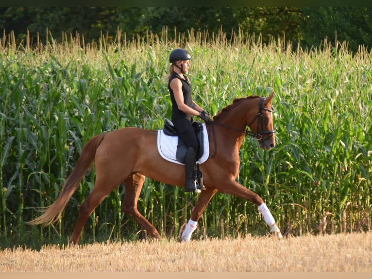 Hannoveraner Stute 8 Jahre 164 cm Dunkelfuchs in Westerstede