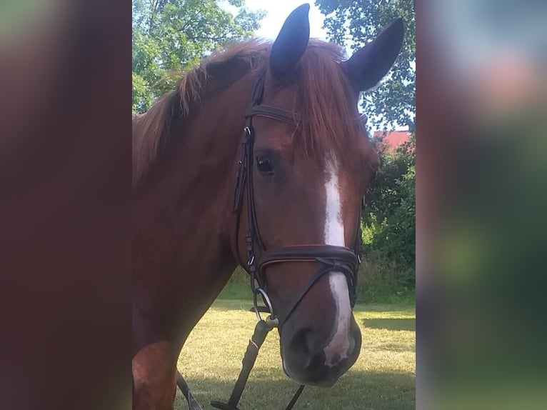 Hannoveraner Stute 8 Jahre 164 cm Dunkelfuchs in Ulm