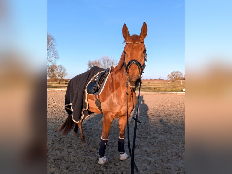 Hannoveraner Stute 8 Jahre 164 cm Fuchs in Oberkrämer
