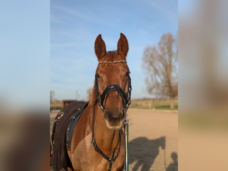 Hannoveraner Stute 8 Jahre 164 cm Fuchs in Oberkrämer