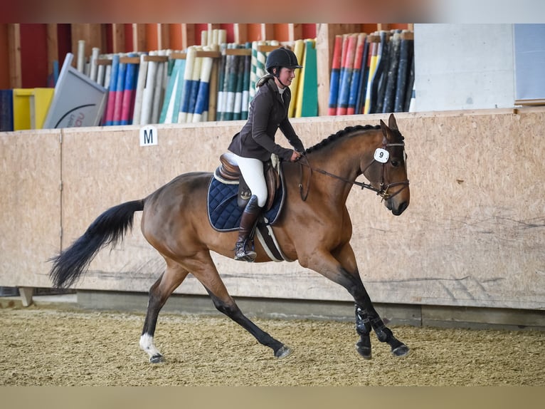 Hannoveraner Stute 8 Jahre 165 cm Brauner in Kottwil