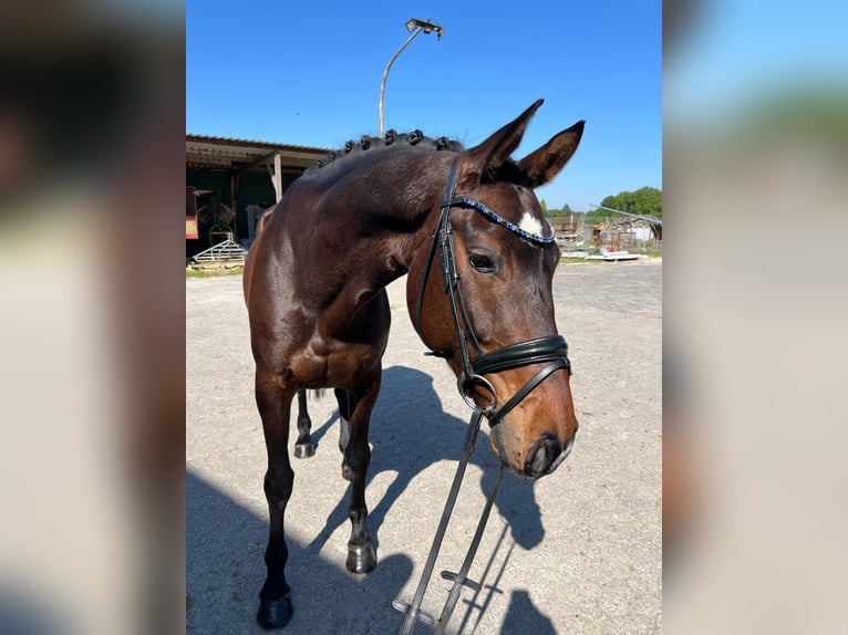 Hannoveraner Stute 8 Jahre 165 cm Brauner in Borken
