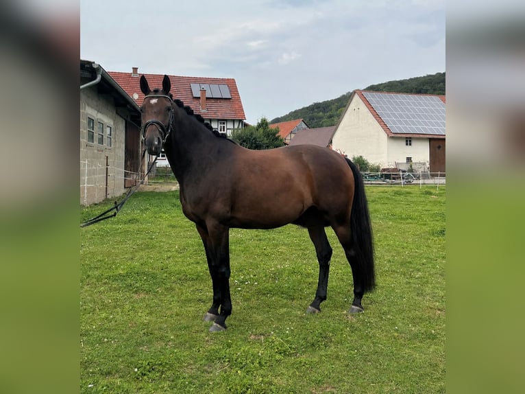 Hannoveraner Stute 8 Jahre 165 cm Brauner in Liebenau