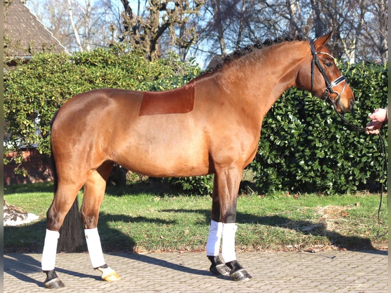 Hannoveraner Stute 8 Jahre 165 cm Brauner in Selsingen