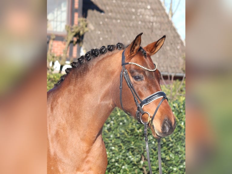 Hannoveraner Stute 8 Jahre 165 cm Brauner in Selsingen