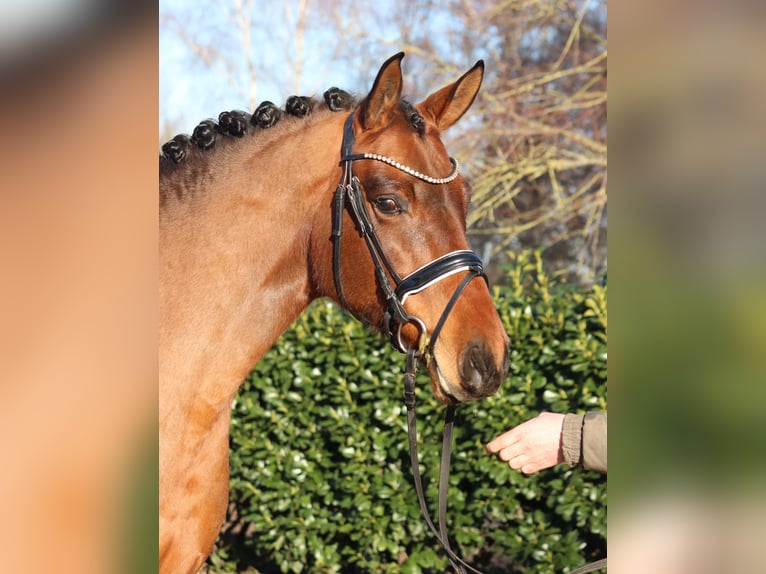 Hannoveraner Stute 8 Jahre 165 cm Brauner in Selsingen