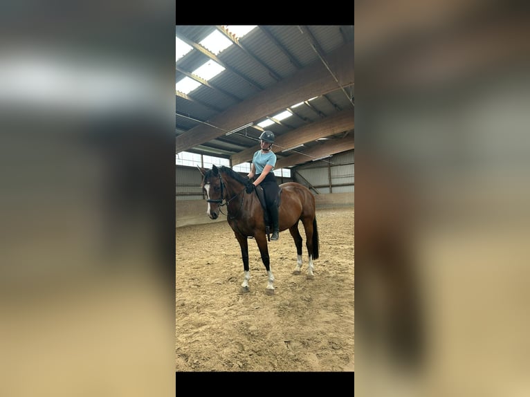 Hannoveraner Stute 8 Jahre 165 cm Brauner in Schneverdingen