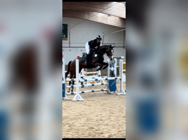 Hannoveraner Stute 8 Jahre 165 cm Brauner in Schneverdingen