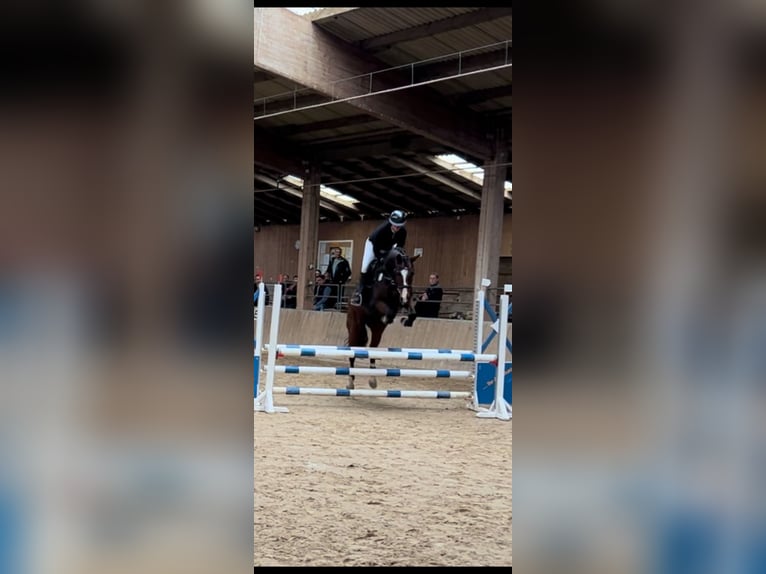 Hannoveraner Stute 8 Jahre 165 cm Brauner in Schneverdingen