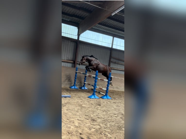 Hannoveraner Stute 8 Jahre 165 cm Brauner in Schneverdingen
