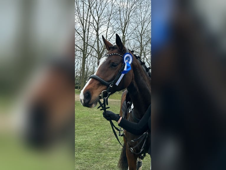 Hannoveraner Stute 8 Jahre 165 cm Brauner in Schneverdingen